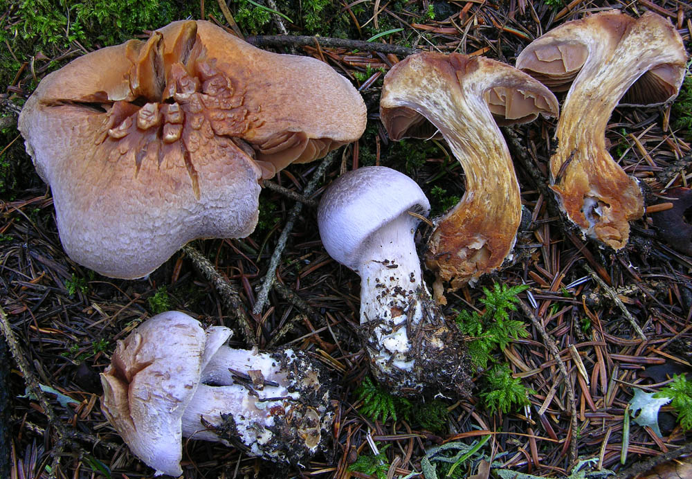 Totofungo...per chi vuole provarci.